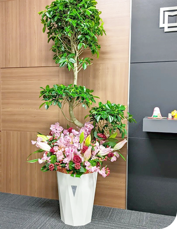 坂田園芸の観葉植物について